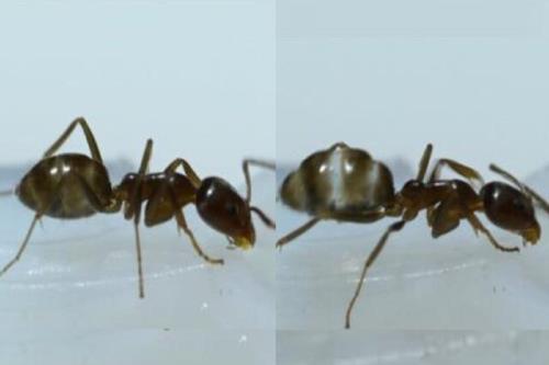 کافئین سبب بهبود ناوبری در مورچه ها شد